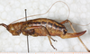 CollectionObject 1567634; b28d56ed-11fb-48fc-b9fa-cdf97da796d9: female, lateral view. (CollectionObject).