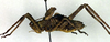 CollectionObject 1500393; c9456699-26d2-4e6a-bd06-3193c8f8fed9, DORSA BTpolscuS01: male, lateral view (syntype). (CollectionObject).