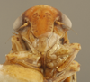 Head on Ceratagallia bigeloviae (Baker, 1896): Head/Face. (Observation).