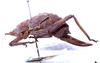 CollectionObject 1532861; NMW 3226187, e8f2231d-dede-4def-9354-5c205acbd3a9: female, lateral view. (CollectionObject).