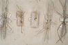 CollectionObject 1557982; aba369b7-3b24-4f87-92ce-a05eb2c6b46a: copyright St. Petersburg. male, female dorsal view (syntypes). (CollectionObject).