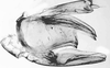Male genital capsule, lateral view on Krocolidia rufilinea Dietrich, 2003: Male: genital capsule, lateral view. (Observation).