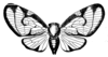 Habitus, dorsal view on Euricania xizangensis Chou & Lu, 1981: (Observation).