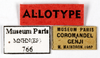 CollectionObject 1587495; MNHN(SF IMPORT DUPLICATE) MNHN-EP-EP766, 4bc2db4d-fe61-46eb-b9ab-70a0561a5dec: CC BY-NC-ND 4.0/MNHN - Depraetere Marion - 2014. Paratype, female, of regularis Grandcolas, 1993. Specimen number: MNHN-EP-EP766. http://coldb.mnhn.fr/catalognumber/mnhn/ep/ep766. (CollectionObject).