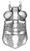 Diponthus crassus Bruner, 1910: Fig. 14 (specimen from Misiones, Argentina). male head and pronotum, dorsal view. (Otu).