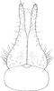 Subgenital plate, ventral view on Carvaka maculata Fletcher & Semeraro, 2007: Subgenital plate. (Observation).