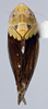 Habitus, dorsal view: (Observation).