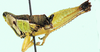 Ibonikawhite fissicauda (Descamps, 1977): male, lateral view. (Otu).