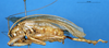 CollectionObject 1507248; 22593c97-8b91-4694-b925-4fe7bd79dd1d, DORSA HSabemicM01: male, lateral view. (CollectionObject).