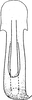 Aedeagus, ventral view: !! display not done !! on Streptanus (Streptanus) sordidus (Zetterstedt, 1828): Aedeagus, ventral view. (Observation).