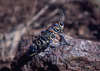 Dactylotum bicolor variegatum (Scudder, 1878): July 1987. individual from Arizona, Cochise County, Warbonnet Ranch. (Otu).
