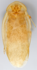 CollectionObject 1569183; 48256b29-1064-4481-b6e5-41ffeb5c05ac: Photo by Heidi Hopkins. Holotype, adult male, dorsal habitus. (CollectionObject).