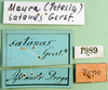 CollectionObject 1501051; a30336fb-0e1f-42dd-8c50-5783df2ffdd6, MfN 1989: labels (holotype of Petasia satanas). (CollectionObject).