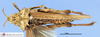 CollectionObject 1513526; MLP3492/2, acf8553d-61ca-4047-81b3-6cc0cad32112: female, dorsal view (paratype). (CollectionObject).