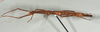 CollectionObject 1561472; f0bbf3ef-577e-47ff-9da4-6aad183923fe: copyright USNM, Washington. (CollectionObject).