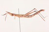 CollectionObject 1518308; NHMUK015982258, 233e3d1e-230c-4fe1-90f5-512d43078f35: female, lateral view (lectotype). (CollectionObject).