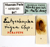 CollectionObject 1587912; MNHN(SF IMPORT DUPLICATE) MNHN-EP-EP847, f6bec81f-b6f4-4c3c-a12a-d28bcf1a5c2b: CC BY-NC-ND 4.0/MNHN - Depraetere Marion - 2014. Paratype, male, of nigra Chopard, 1949. Specimen number: MNHN-EP-EP847. http://coldb.mnhn.fr/catalognumber/mnhn/ep/ep847. (CollectionObject).