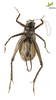 CollectionObject 1861851; a4a04397-de2e-4ae1-8fbf-b552eb6fae0e, Unioeste Cascavel LERNE-03: Male. Ventral view. (CollectionObject).