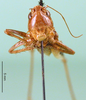 CollectionObject 1500485; ef8bd2a7-576a-4817-b6c0-1b2feff36ee8, DORSA BTmodebnS01: male, frontal view (holotype of Platycleis dofleini). (CollectionObject).