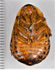 CollectionObject 1613729; 7d3152c4-9373-437c-862f-1df11fbbde74: (CollectionObject).