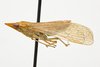 Habitus, lateral view on Dictyophara confusa (Stål, 1862): (Observation).