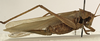 female, lateral view (holotype of Tettigonia viridis cantatrix). Depicts CollectionObject 1529794; ff8fb20d-27dd-4c67-a282-c979c6700442, a CollectionObject.