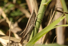 FieldOccurrence 3838; 619183ab-b378-4823-baee-1f089ba6fd40; Argentina: Ciudad de Buenos Aires
Reserva Ecológica Costanera Sur, Camino del medio, 2022/03/12: (FieldOccurrence).