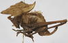 CollectionObject 1539754; 6d7e038e-0ca5-46f3-9684-ce7a458fee21: female, lateral view (holotype). (CollectionObject).
