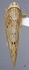 Habitus, dorsal view: (Observation).