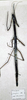 CollectionObject 1557744; e239c5ab-6a7d-4858-a62d-fe122281341a: copyright MSNG. female (holotype). (CollectionObject).