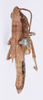 CollectionObject 1535747; 72322e70-2aa5-4277-82b7-5e1ba117d449: male, dorsal view (holotype). (CollectionObject).