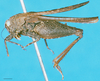 CollectionObject 1477033; e8d5507a-1b25-443c-82e2-a3ed8858beca: male, lateral view (syntype of Coptotettix annulipes). (CollectionObject).