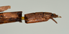 CollectionObject 1561452; USNM(SF IMPORT DUPLICATE) 7348, 4ff01786-ae5b-4855-99ed-4e59e6f66f97: copyright USNM, Washington. female, end of abdomen: lateral view (holotype). (CollectionObject).