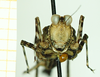 CollectionObject 1585783; afa140bf-2676-487b-8b69-9504a5380d90: male, frontal view (syntype). (CollectionObject).