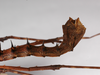 CollectionObject 1559791; 2211baf8-4d2a-449a-9c58-29fe89c91b67: copyright ZMB, Berlin. female: end of abdomen, lateral view (paratype). (CollectionObject).;CollectionObject 1559792; 823860e5-75fe-4470-a935-55315762264a: copyright ZMB, Berlin. female: end of abdomen, lateral view (paratype). (CollectionObject).