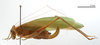 CollectionObject 1538157; 974d3327-bc1a-4e86-8c7f-fccf643c78aa: female, lateral view (holotype). (CollectionObject).