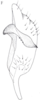 Stylus: !! display not done !! on Cixidia (Cixidia) confinis (Zetterstedt, 1837): (Observation).
