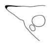 Daedalellus synemapterus Nickle, 2001: Fig. 6. lateral outline of fastigium. (Otu).