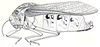 Bullacris serrata (Thunberg, 1810): Fig. 17.1. male (body length 49-53 mm, pronotum 18-23 mm, tegmina 38-47 mm). (Otu).