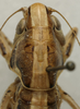 CollectionObject 1535987; 7d868d74-5d10-400e-b981-e22b57e61135: female, head and pronotum, dorsal view (syntype). (CollectionObject).