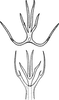 Aedeagus, ventral view on Edwardsiana lethierryi (Edwards, 1881): Aedeagus, ventral view (form hippocastani). (Observation).