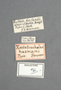CollectionObject 1523924; 5615e8e8-05d6-4831-8a47-720e8e3625ef: labels (holotype of Xestotrachelus hasemani). (CollectionObject).