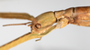 CollectionObject 1559026; NMW 779, 7e1847a0-cd7c-432d-9d71-6405e0886c23: copyright NMW, Vienna. female: head, lateral view (syntype). (CollectionObject).
