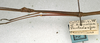 CollectionObject 1557722; NMW 528, 827666e6-3384-494f-adcc-0b96b9ef85aa: copyright NMW, Vienna. male: head and thorax, lateral view of Carausius transiliens (paralectotype). (CollectionObject).