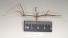 CollectionObject 1559502; NHMUK(SF IMPORT DUPLICATE) 844643, a6b8ea8a-81d5-4154-8cf0-2d6203f20fdb: copyright Natural History Museum, London. male, lateral view (holotype). (CollectionObject).