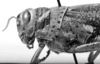 CollectionObject 1553640; 02fc6a9c-78b5-4920-bbcd-595777ddc67e: Image, C.S. Carbonell. female head and pronotum, lateral view (syntype of Diponthus communis). (CollectionObject).