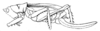Scytocera (Scytocera) longicornis Redtenbacher, 1891: Pl. III, Fig. 52. female habitus (pronotum length 7.3 mm, tegmina 16.3 mm, ovipoitor 16.3 mm). (Otu).