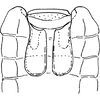 Abdomen, sternal apodemes, ventral view on Empoasca (Empoasca) gansella Ross, 1959: Sternal apodemes. (Observation).