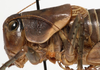 CollectionObject 1527091; 2218c354-e7d4-4807-b47d-ffe5603497f5: male pronotum lateral (holotype). (CollectionObject).