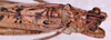 CollectionObject 1583379; 27ff00fb-a207-442f-a437-082c7dbd33e9: male, head and pronotum dorsal view (paratype). (CollectionObject).